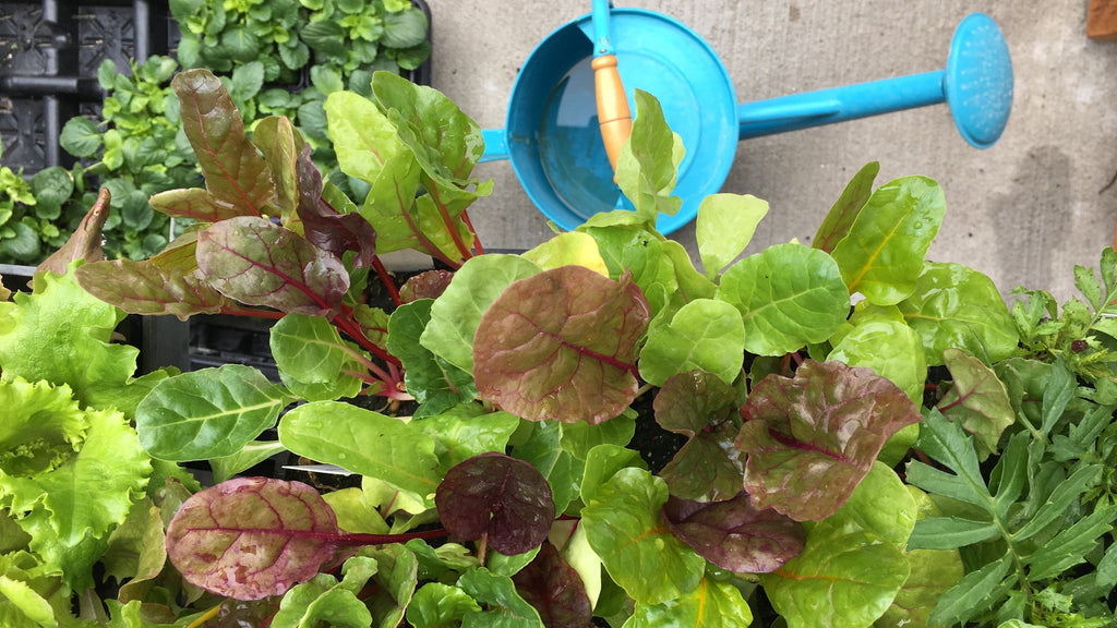 Gardening Tips for Beginners: An Interview with Angie from Fertile Ground Farms