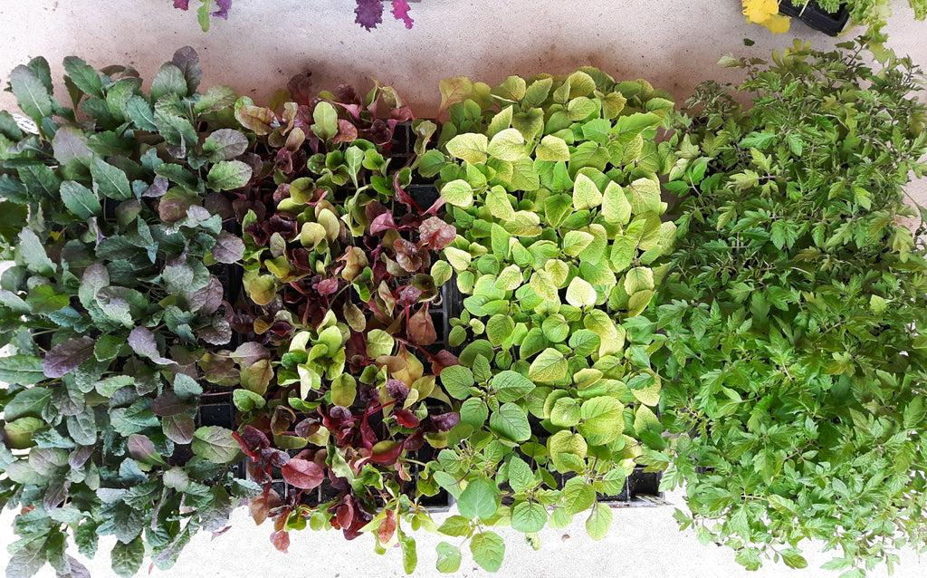 Seedlings - Self Serve