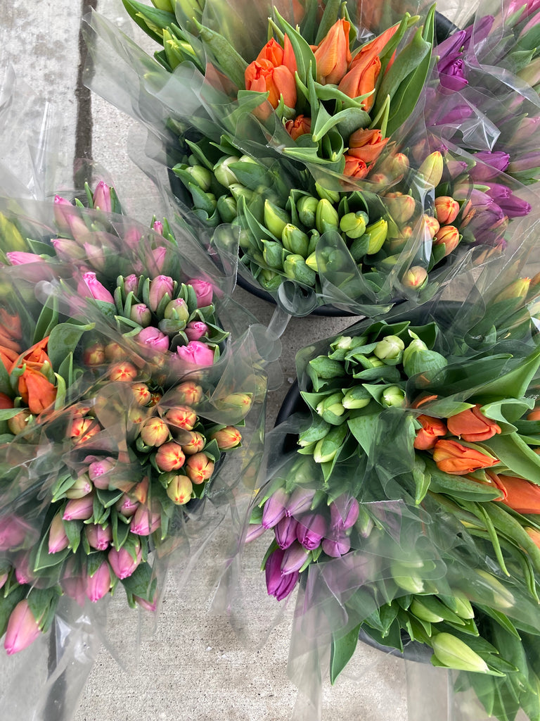 Ontario Tulips (greenhouse grown)